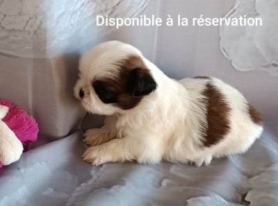 Les chiots de Shih Tzu