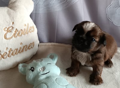 Les chiots de Shih Tzu