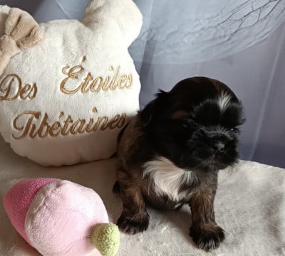 Les chiots de Shih Tzu