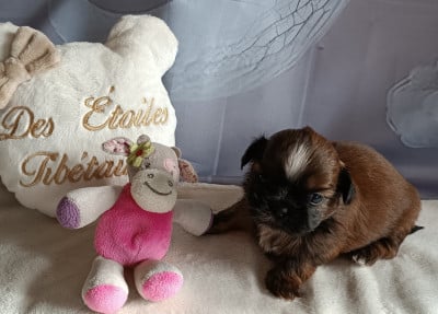 Les chiots de Shih Tzu