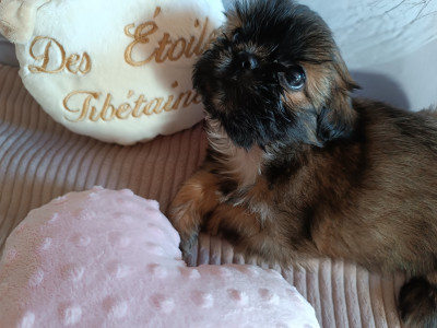 Les chiots de Shih Tzu