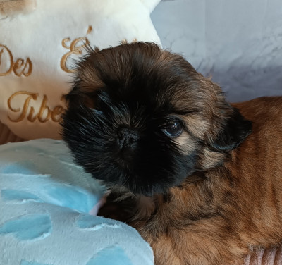 Les chiots de Shih Tzu