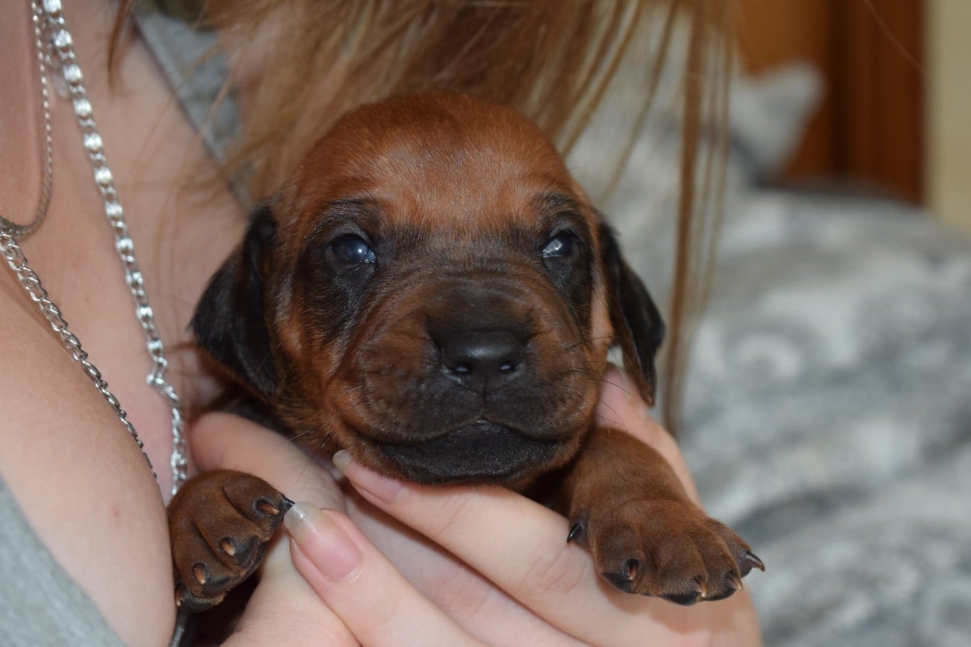 Chiot N°5
