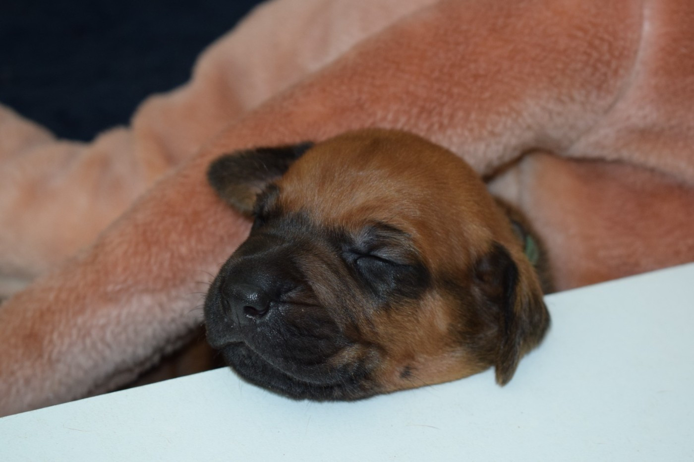Chiot N°5
