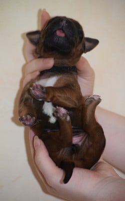 Les chiots de Rhodesian Ridgeback