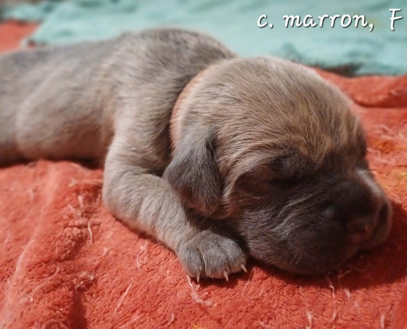 CHIOT 1