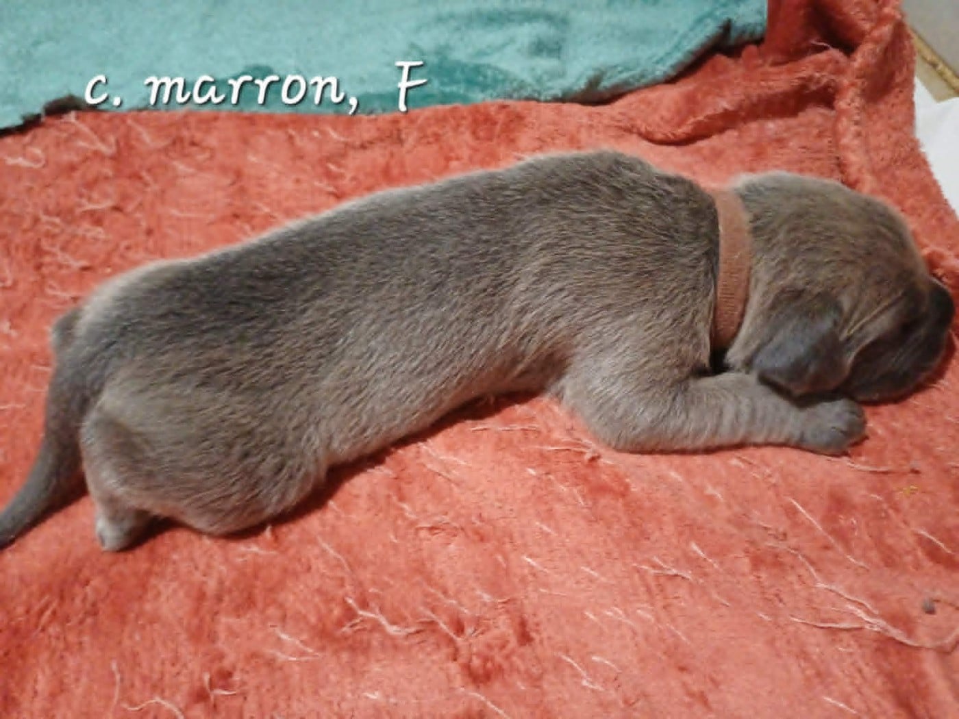 CHIOT 1