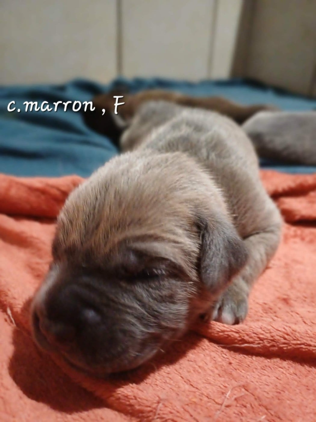 CHIOT 1