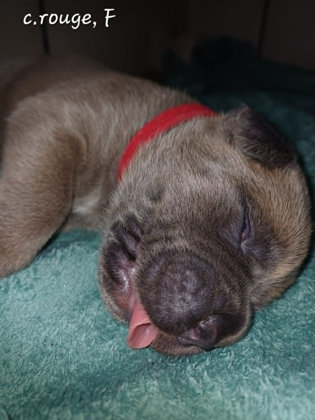 CHIOT 2