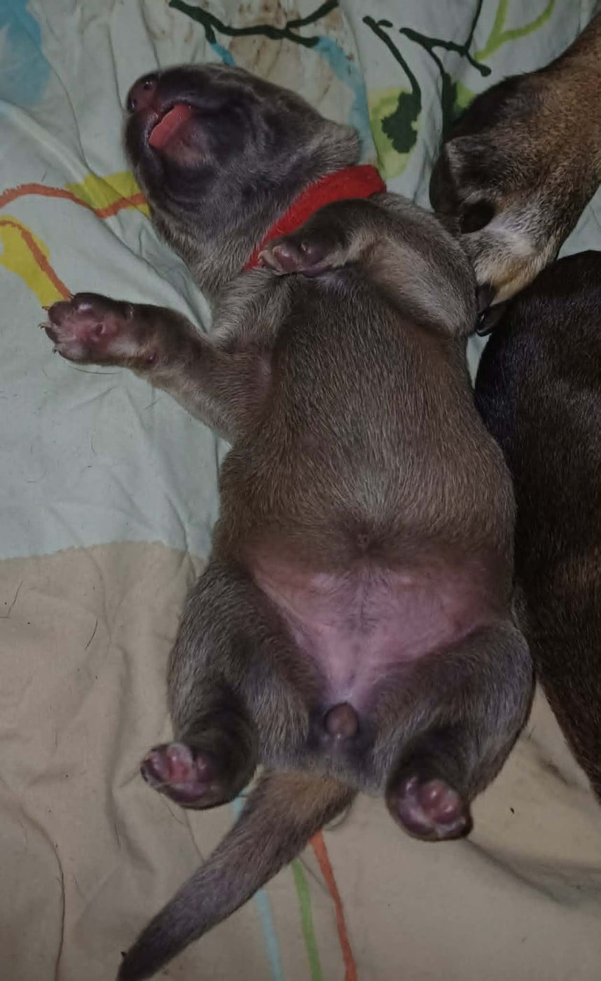 CHIOT 2