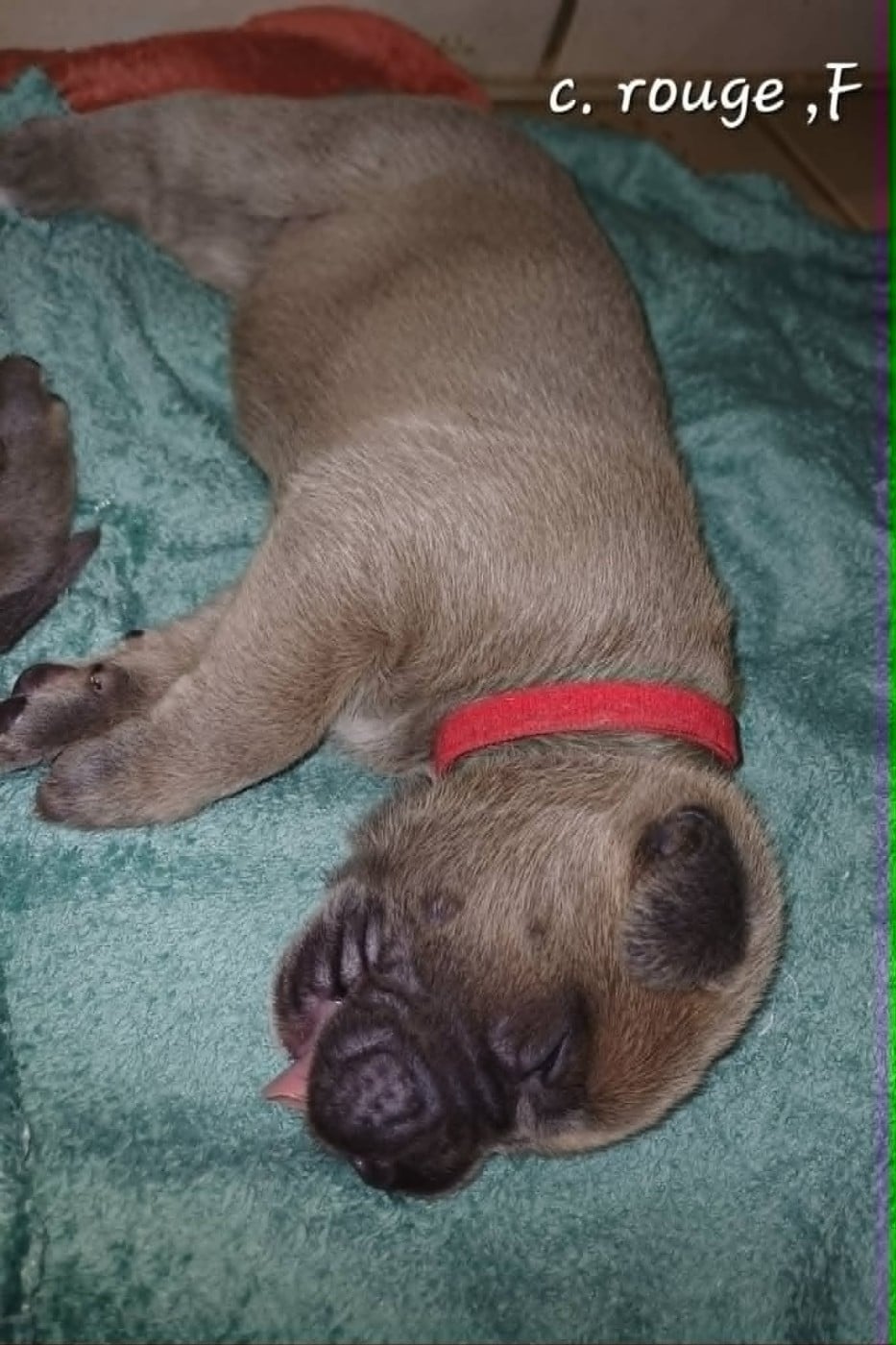 CHIOT 2