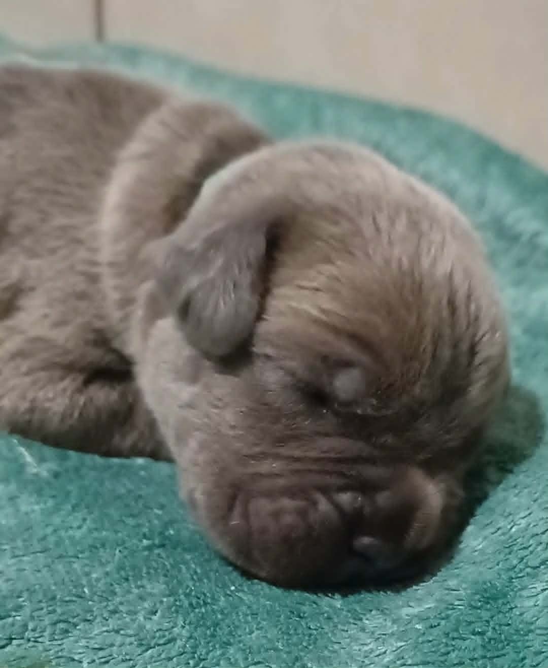 CHIOT 3