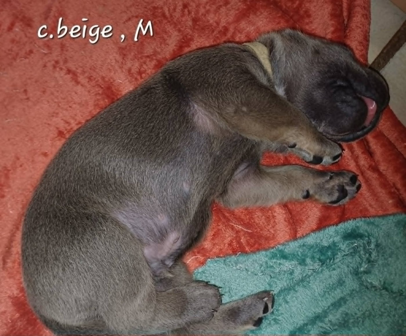 CHIOT 3