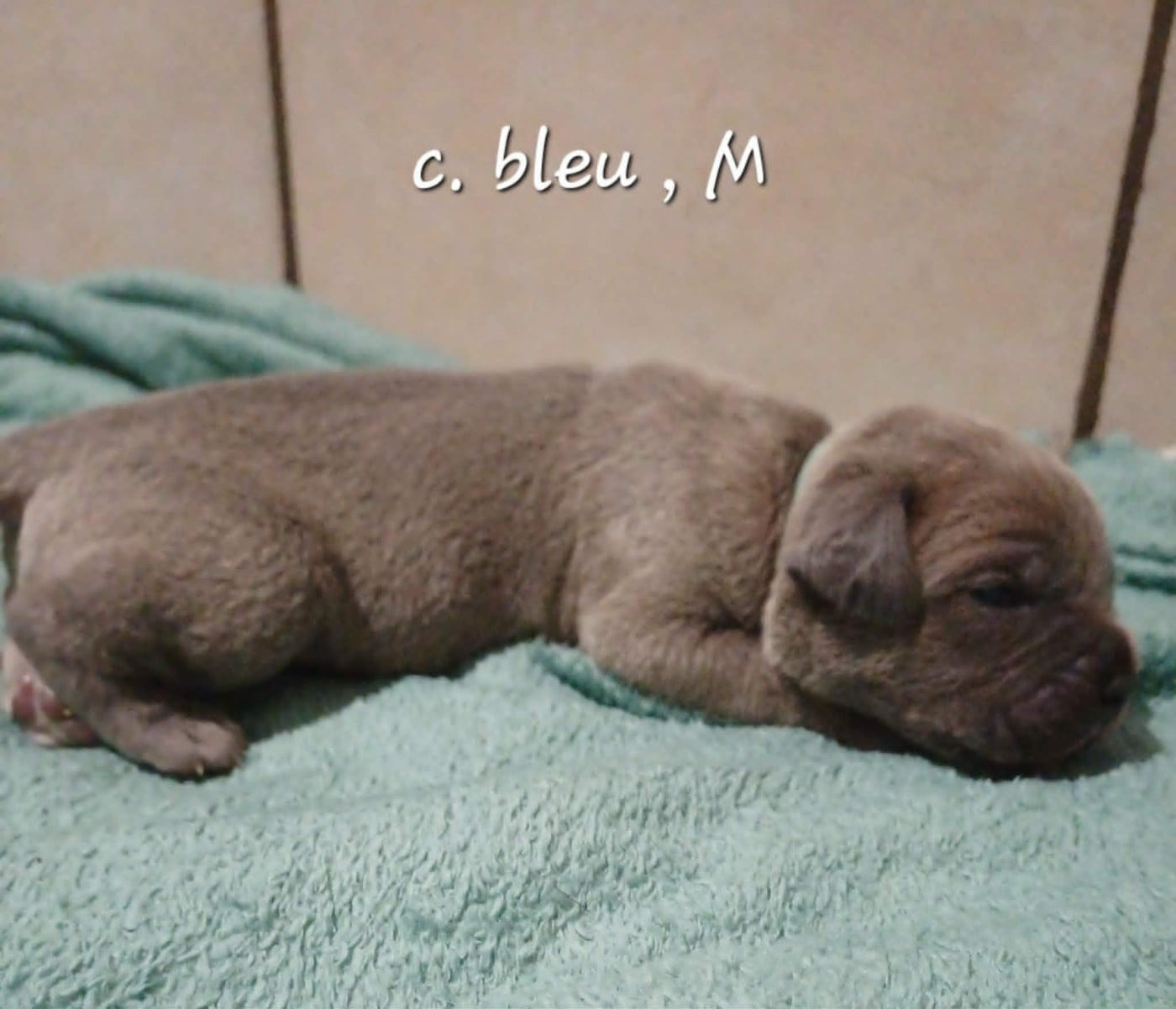 CHIOT 4