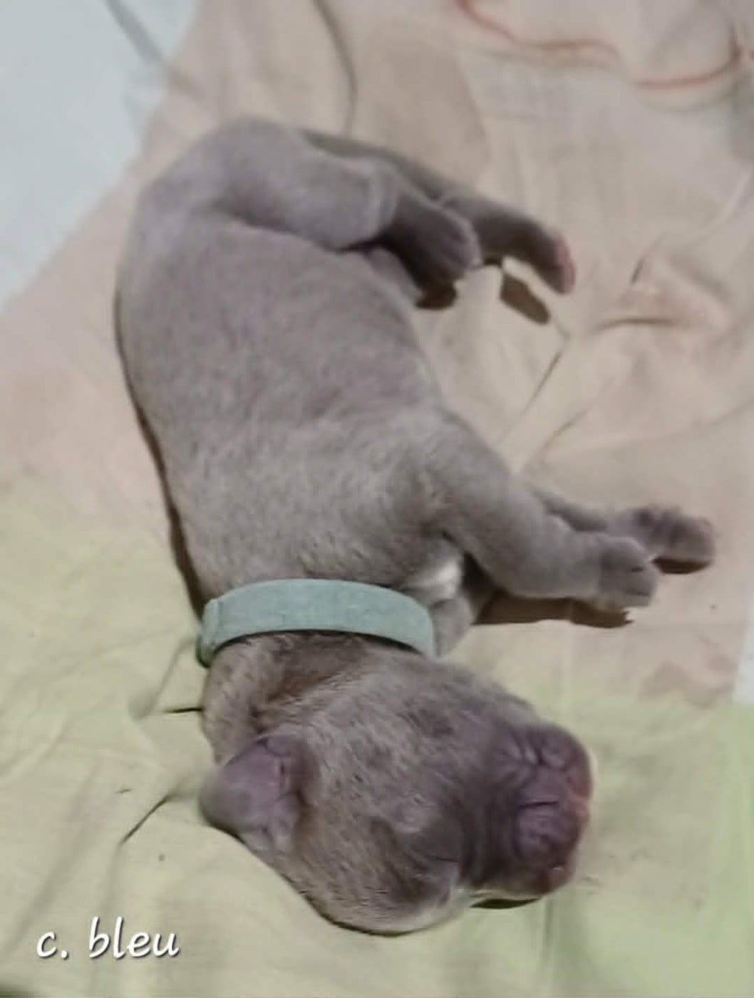 CHIOT 4