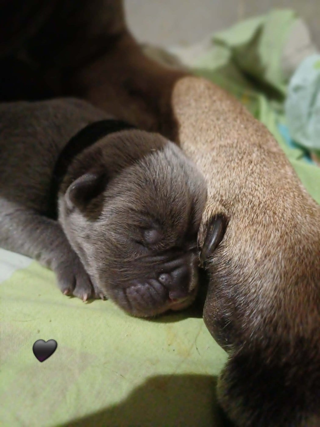 CHIOT 5