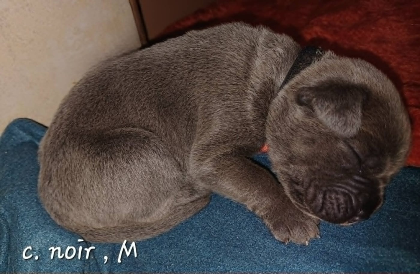 CHIOT 5