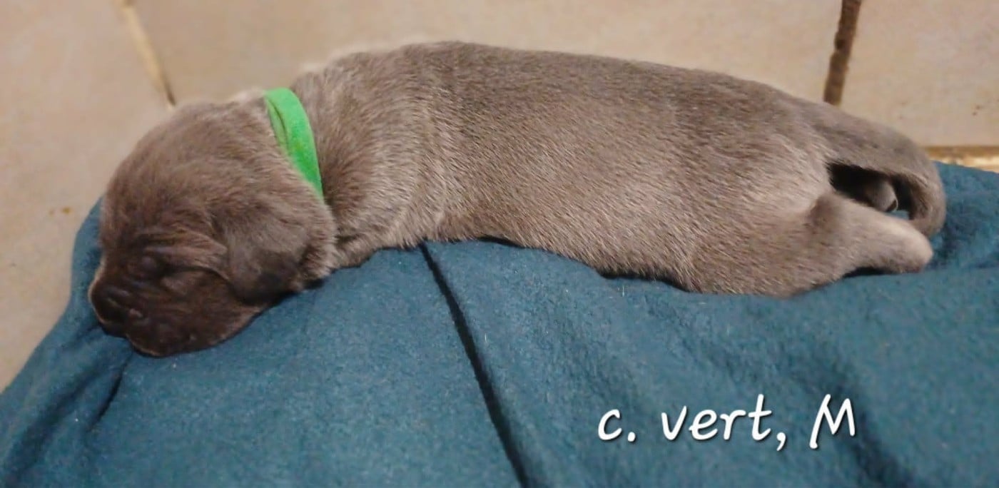 CHIOT 6