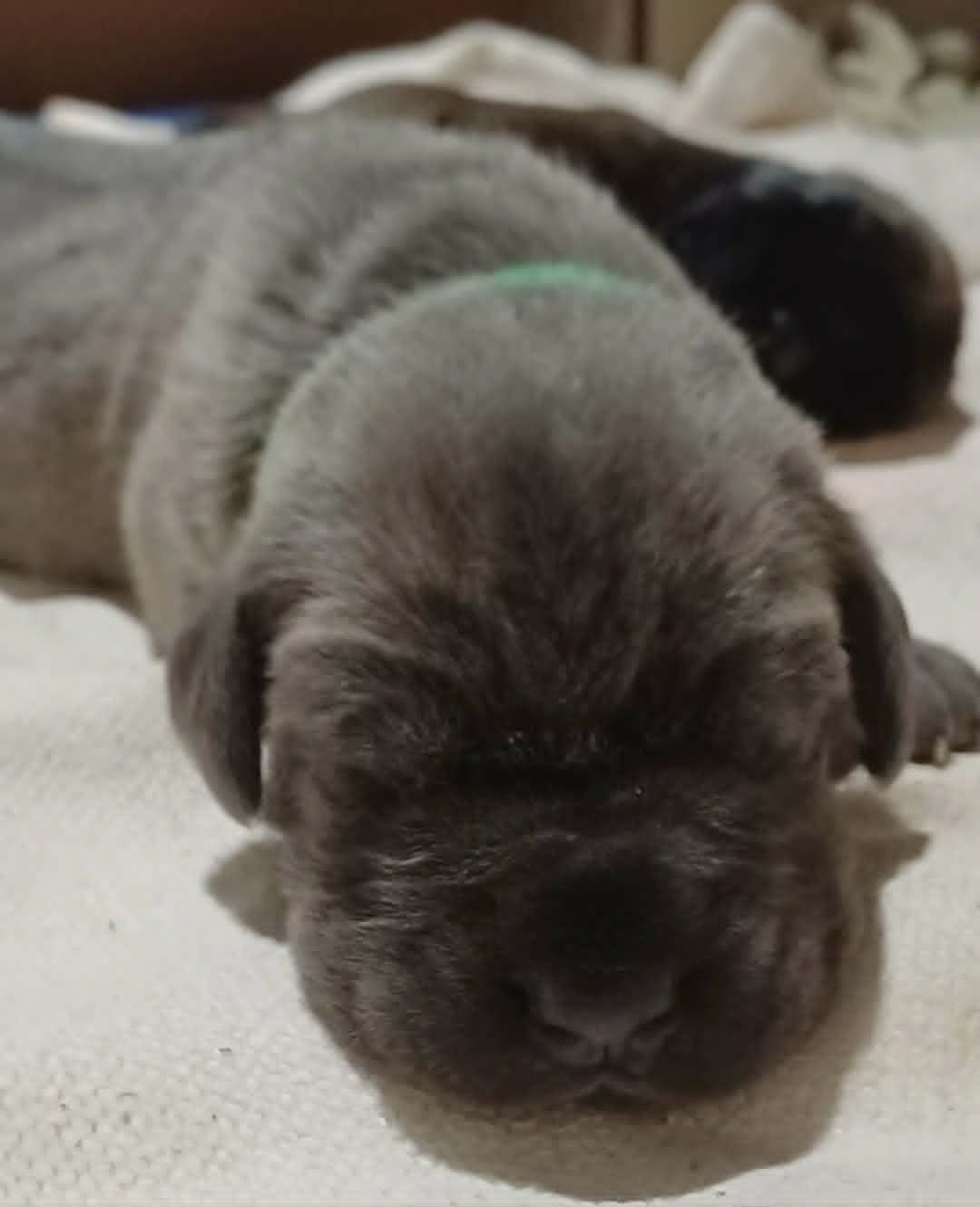 CHIOT 6