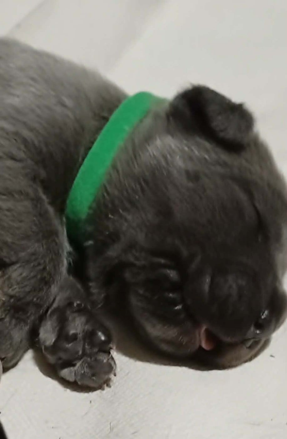 CHIOT 6
