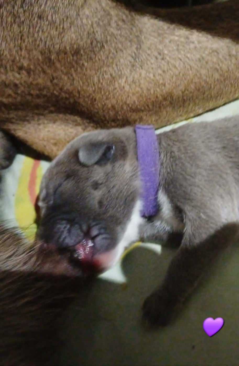 CHIOT 7
