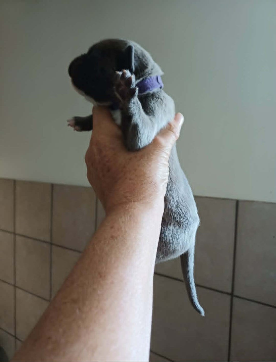 CHIOT 7