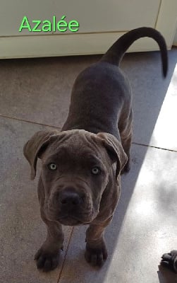 Les chiots de Cane Corso