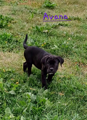 Les chiots de Cane Corso