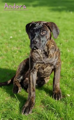 Les chiots de Cane Corso