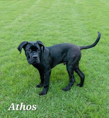 Les chiots de Cane Corso