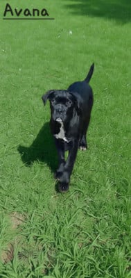 Les chiots de Cane Corso