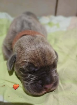 Les chiots de Cane Corso
