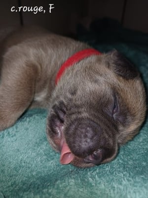 Les chiots de Cane Corso