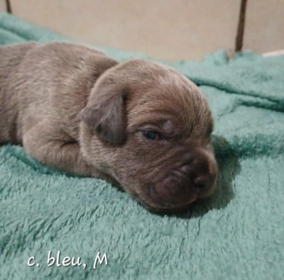 Les chiots de Cane Corso