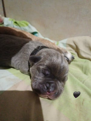 Les chiots de Cane Corso