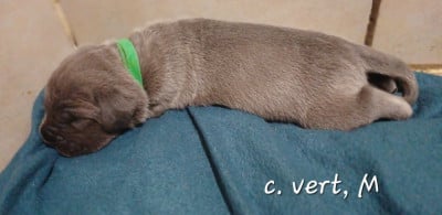Les chiots de Cane Corso