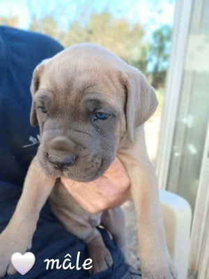 Les chiots de Cane Corso