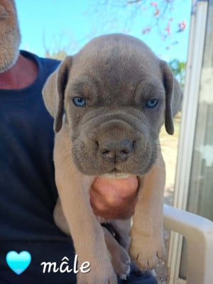 Les chiots de Cane Corso