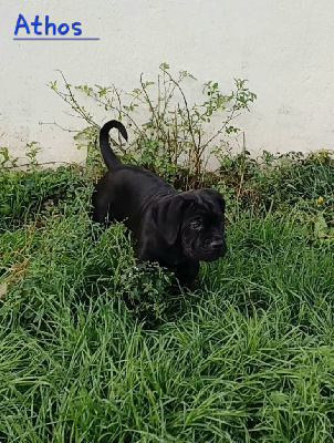 Les chiots de Cane Corso