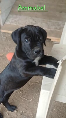 Les chiots de Cane Corso