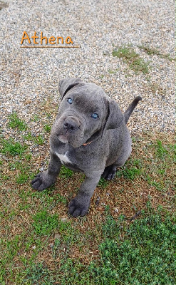 Les chiots de Cane Corso