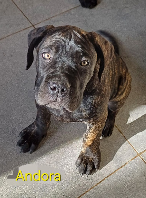Les chiots de Cane Corso