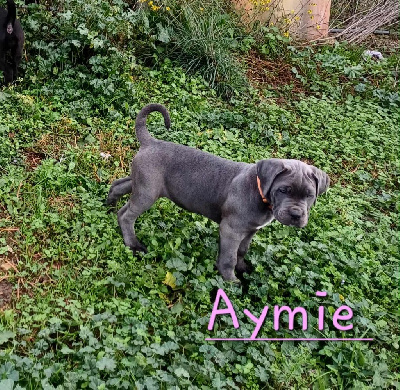 Les chiots de Cane Corso