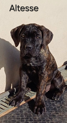 Les chiots de Cane Corso