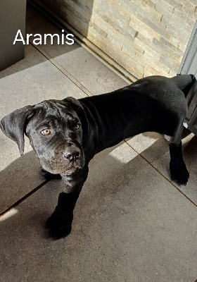 Les chiots de Cane Corso