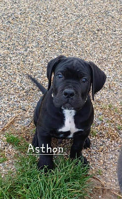 Les chiots de Cane Corso