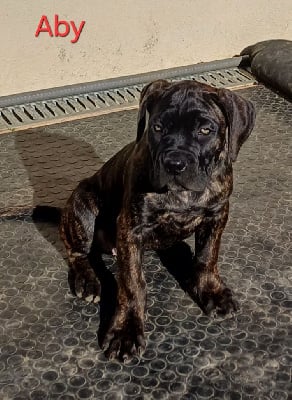 Les chiots de Cane Corso