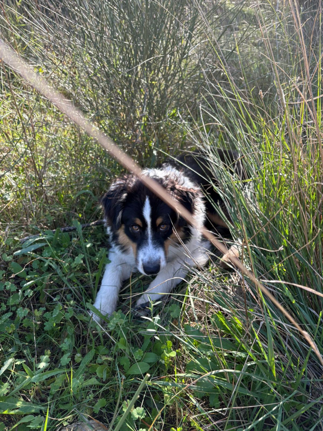 Anarchy at Kingdom des Sources d'Émeraude