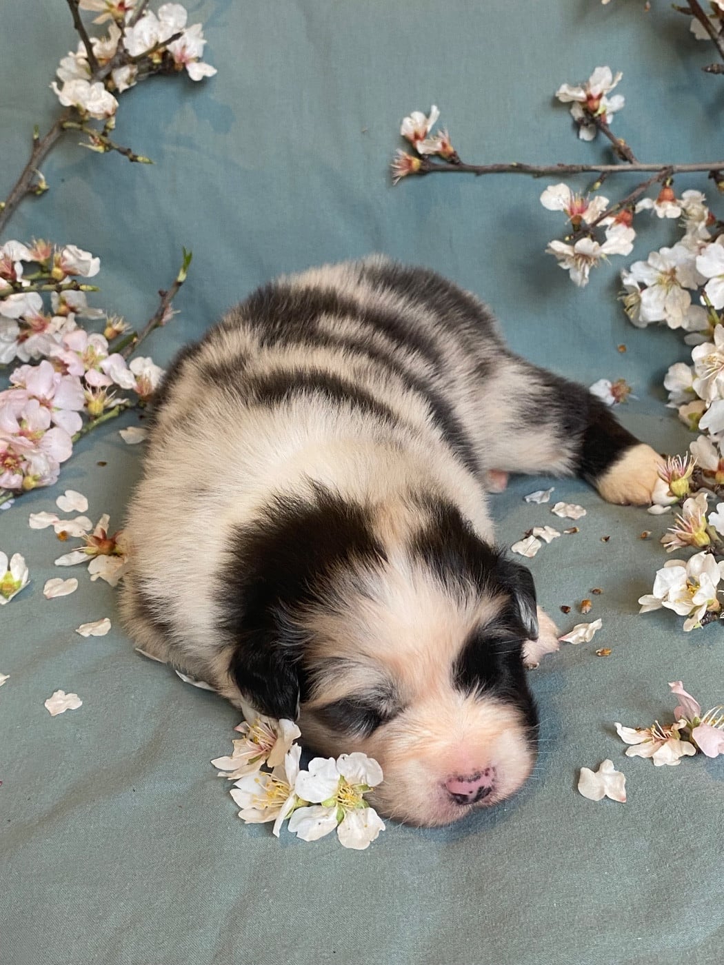 Blooming Galanthus Nivalis