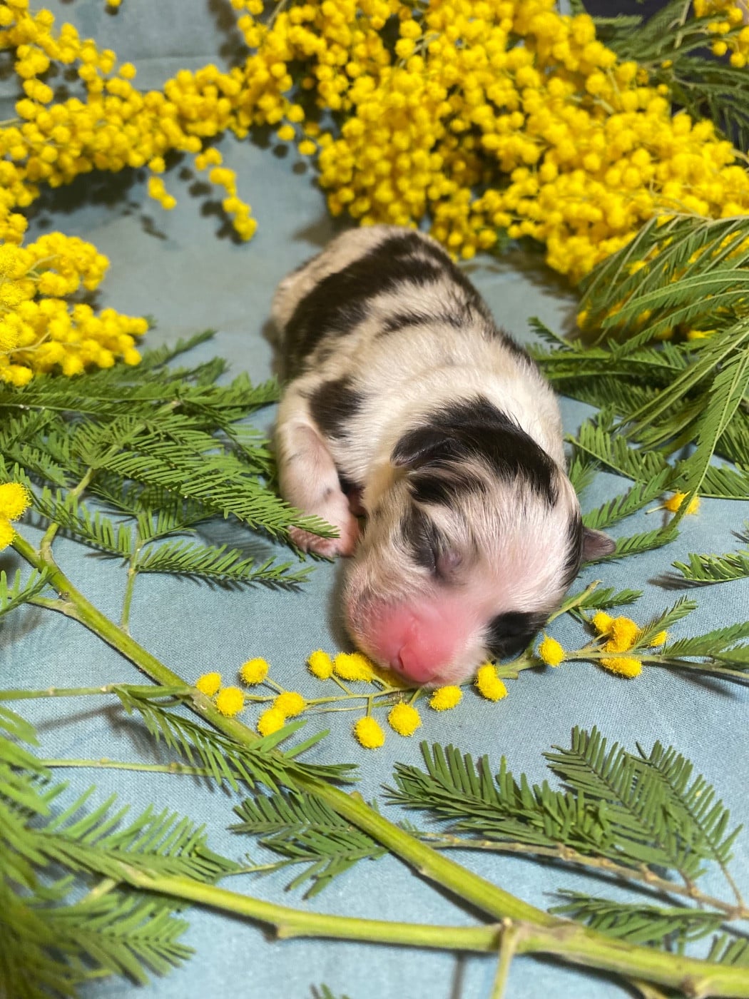 Blooming Galanthus Nivalis